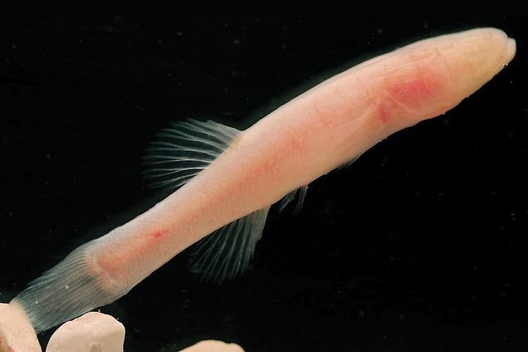 Northern Cavefish