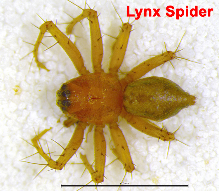 New spider species discovered in southern Indiana cave